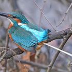 ein Eisvogel muss auch mal