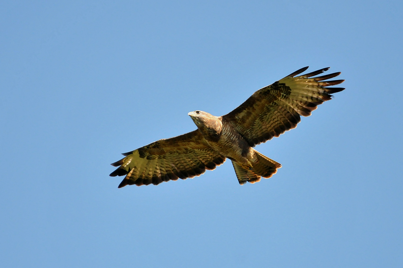 Ein Eisvogel wurde es heute nicht