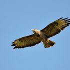 Ein Eisvogel wurde es heute nicht