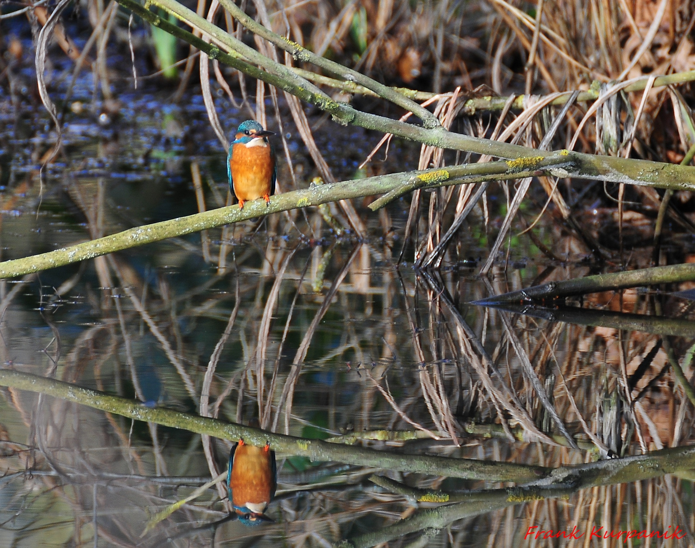 Ein Eisvogel,spiegelt sich im Wasser.