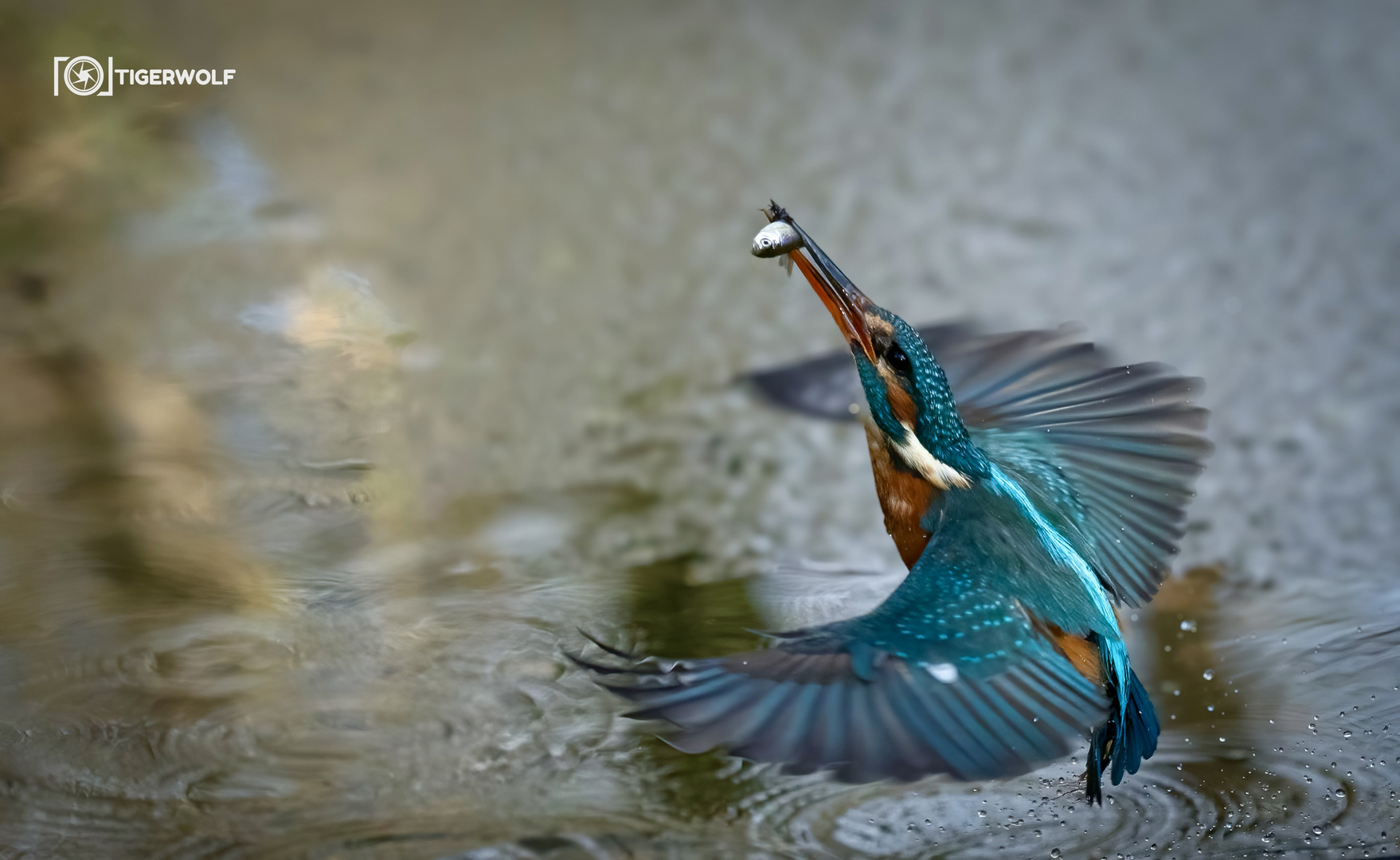 Ein Eisvogelweibchen nach erfolgreicher Jagd