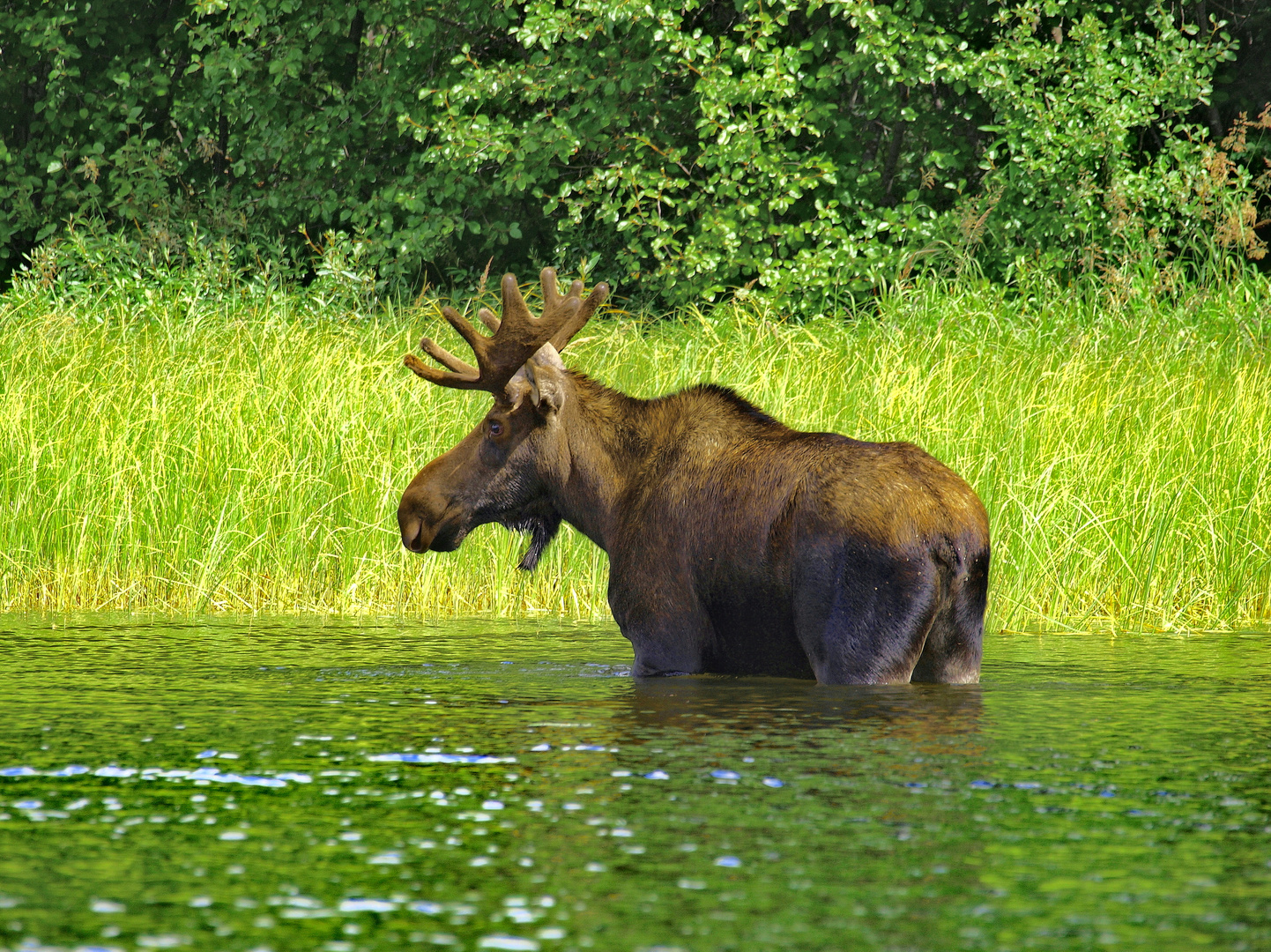 Ein Elch am Ufer!