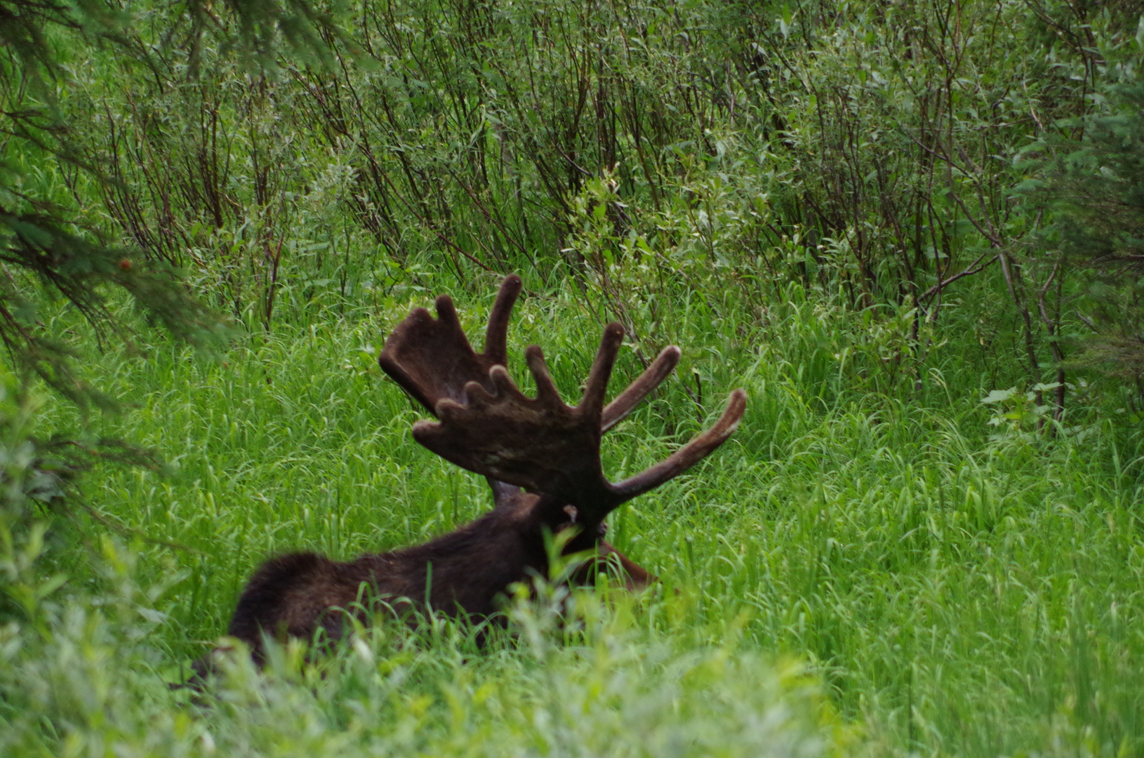 Ein Elch!!! Im Grand Teton NP USA