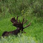 Ein Elch!!! Im Grand Teton NP USA