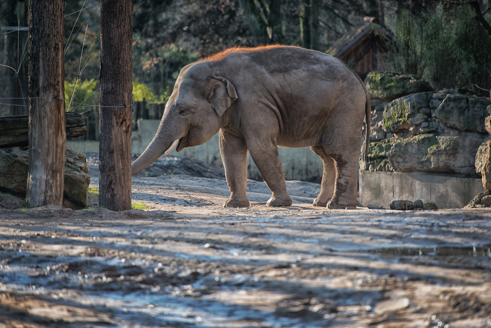 Ein Elefant 01