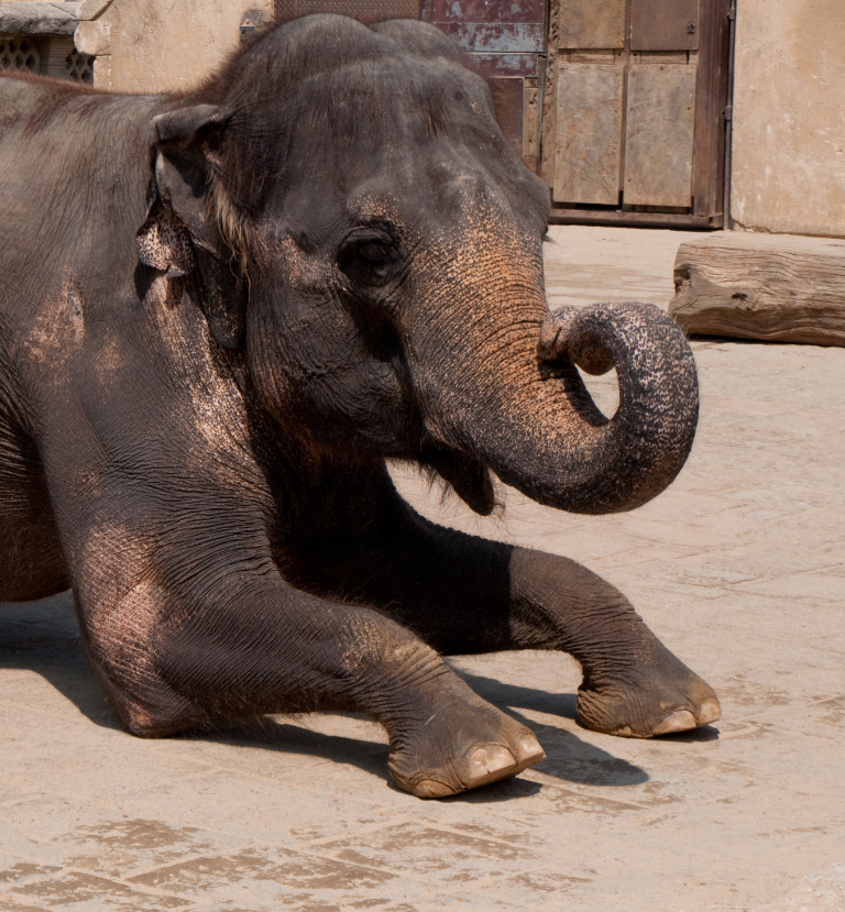 ein Elefant aus dem Zoo Hannover