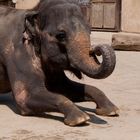 ein Elefant aus dem Zoo Hannover
