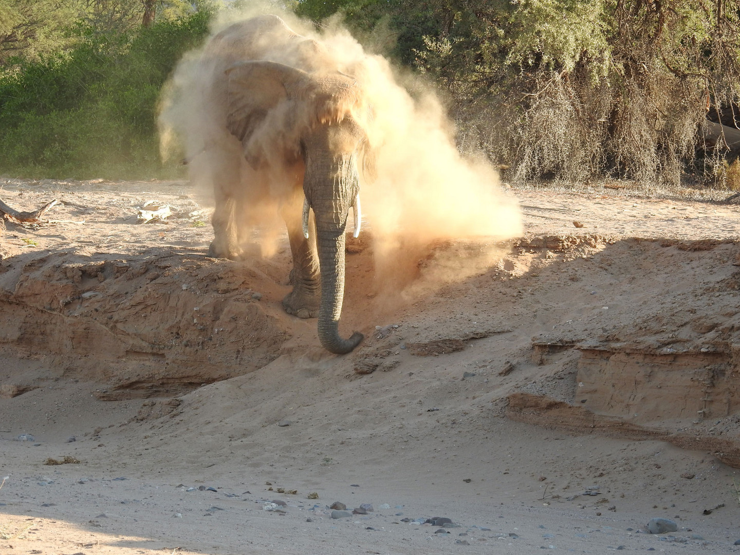 Ein Elefant aus der Herde kommt plötzlich zu uns runter