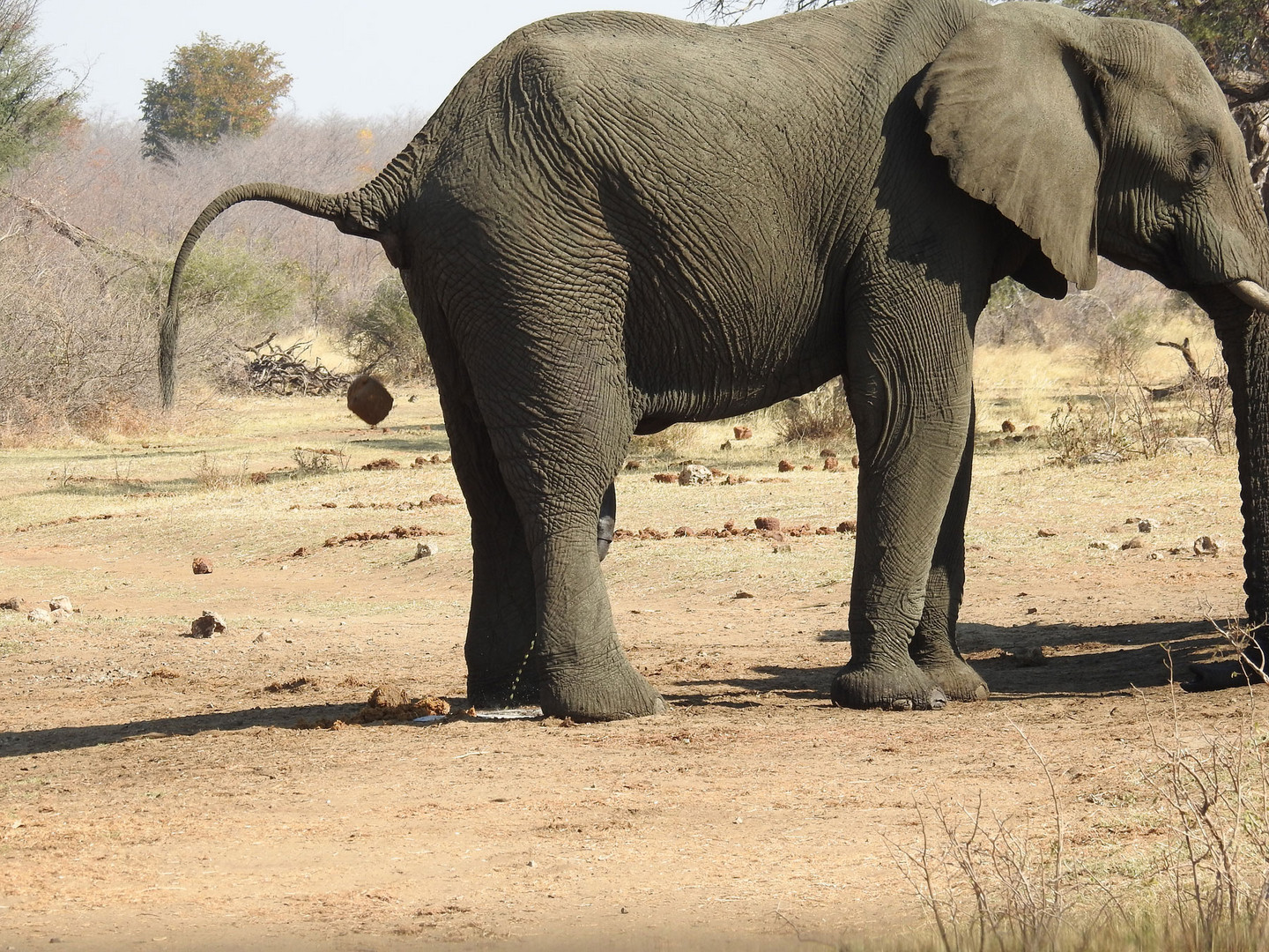 Ein Elefant erleichtert sich zweifach