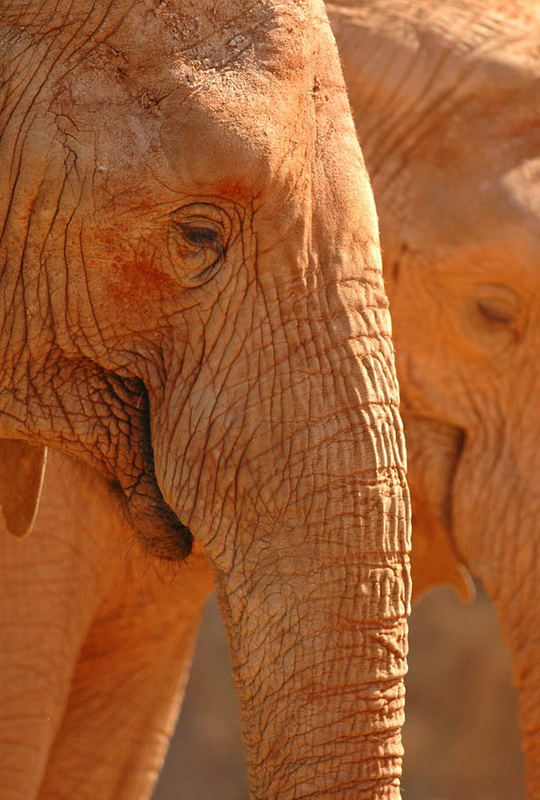 Ein Elefant genießt die Sonne