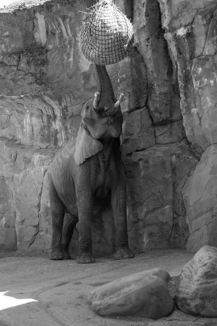 Ein Elefant im Zoo / An elephant in a zoo