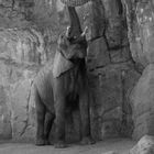 Ein Elefant im Zoo / An elephant in a zoo