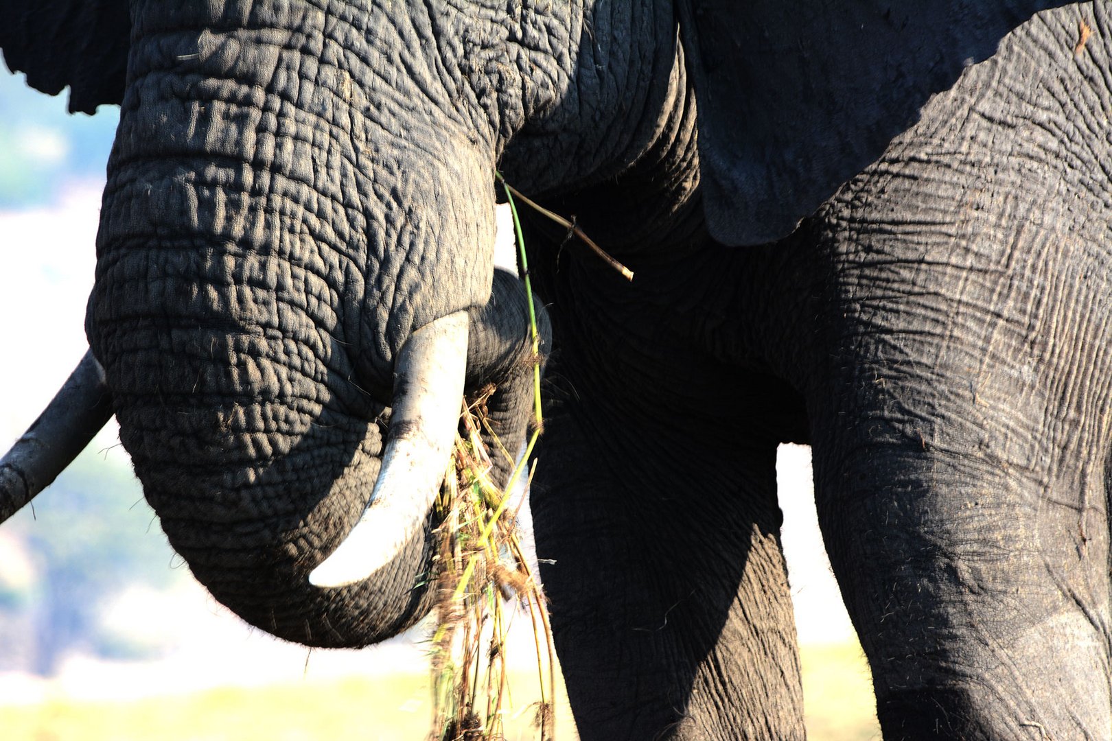 Ein Elefant säubert die Grasbüschel  von der Erde