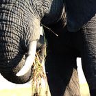 Ein Elefant säubert die Grasbüschel  von der Erde