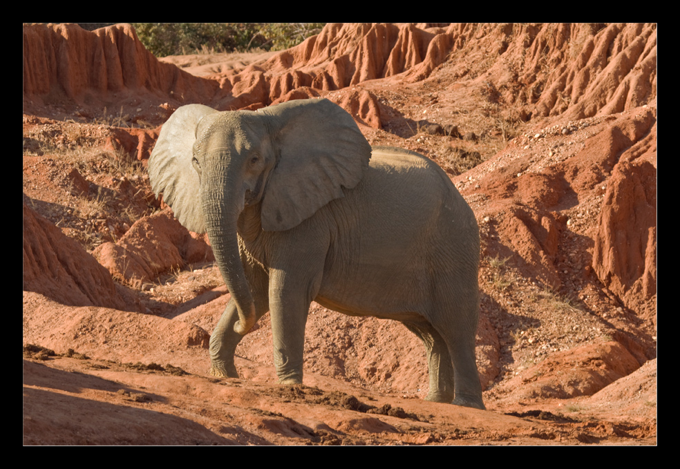 Ein Elefant sieht rot
