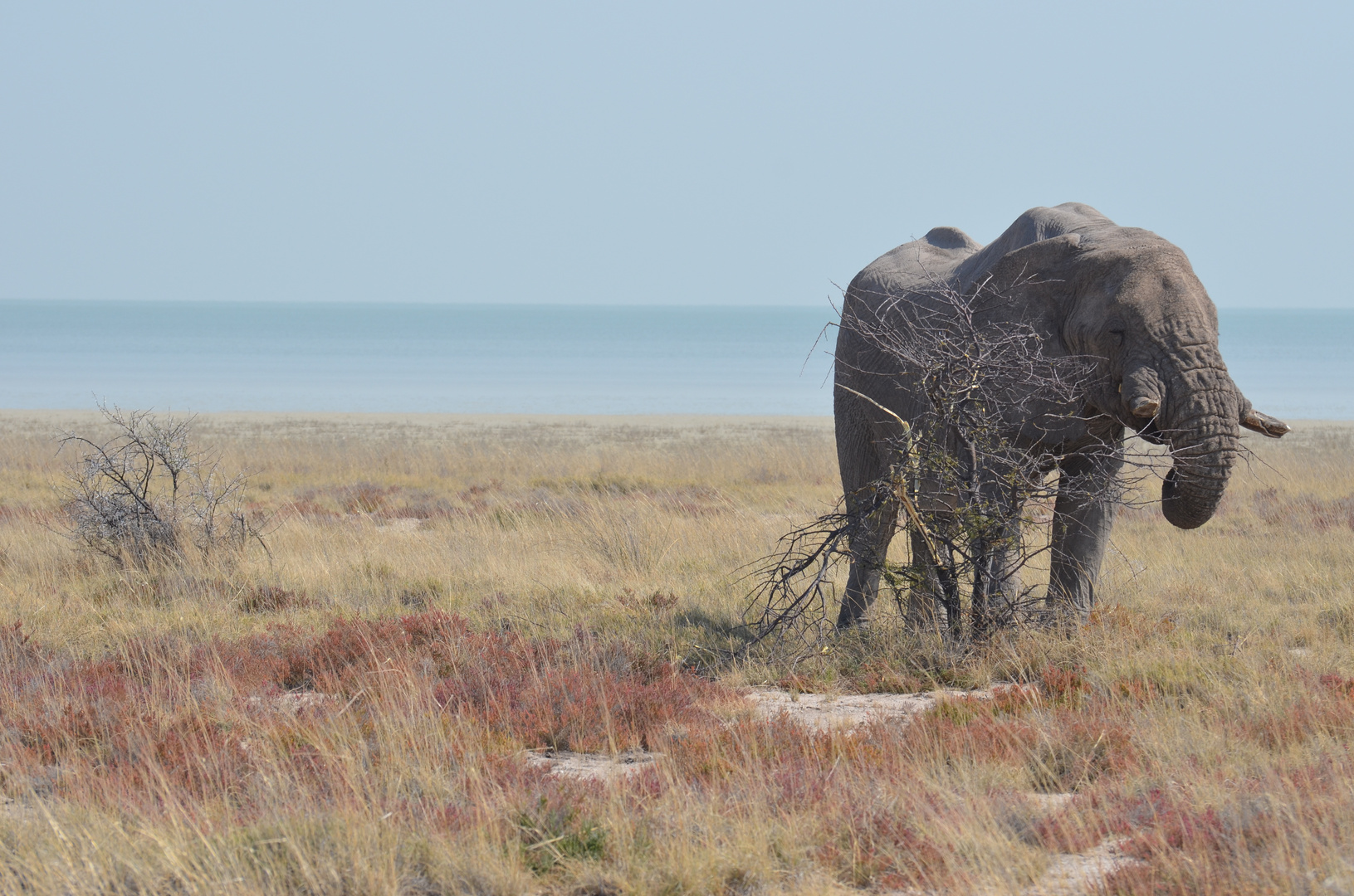 Ein Elefant, so alt wie die Welt