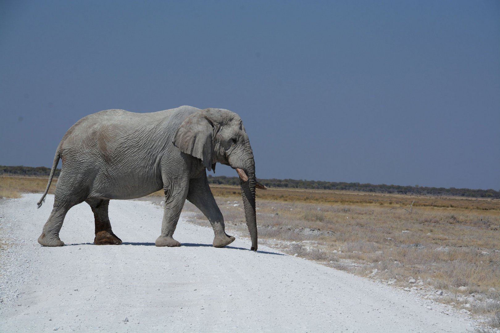 Ein Elefant überquert unsere Piste in der Etosha