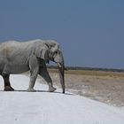 Ein Elefant überquert unsere Piste in der Etosha