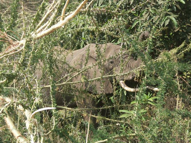 Ein Elefant versteckt sich