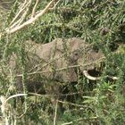 Ein Elefant versteckt sich