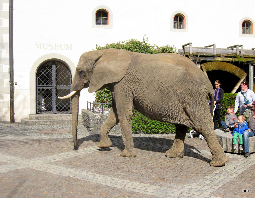 Ein Elefant vorm Museum Eselmühle