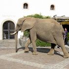 Ein Elefant vorm Museum Eselmühle