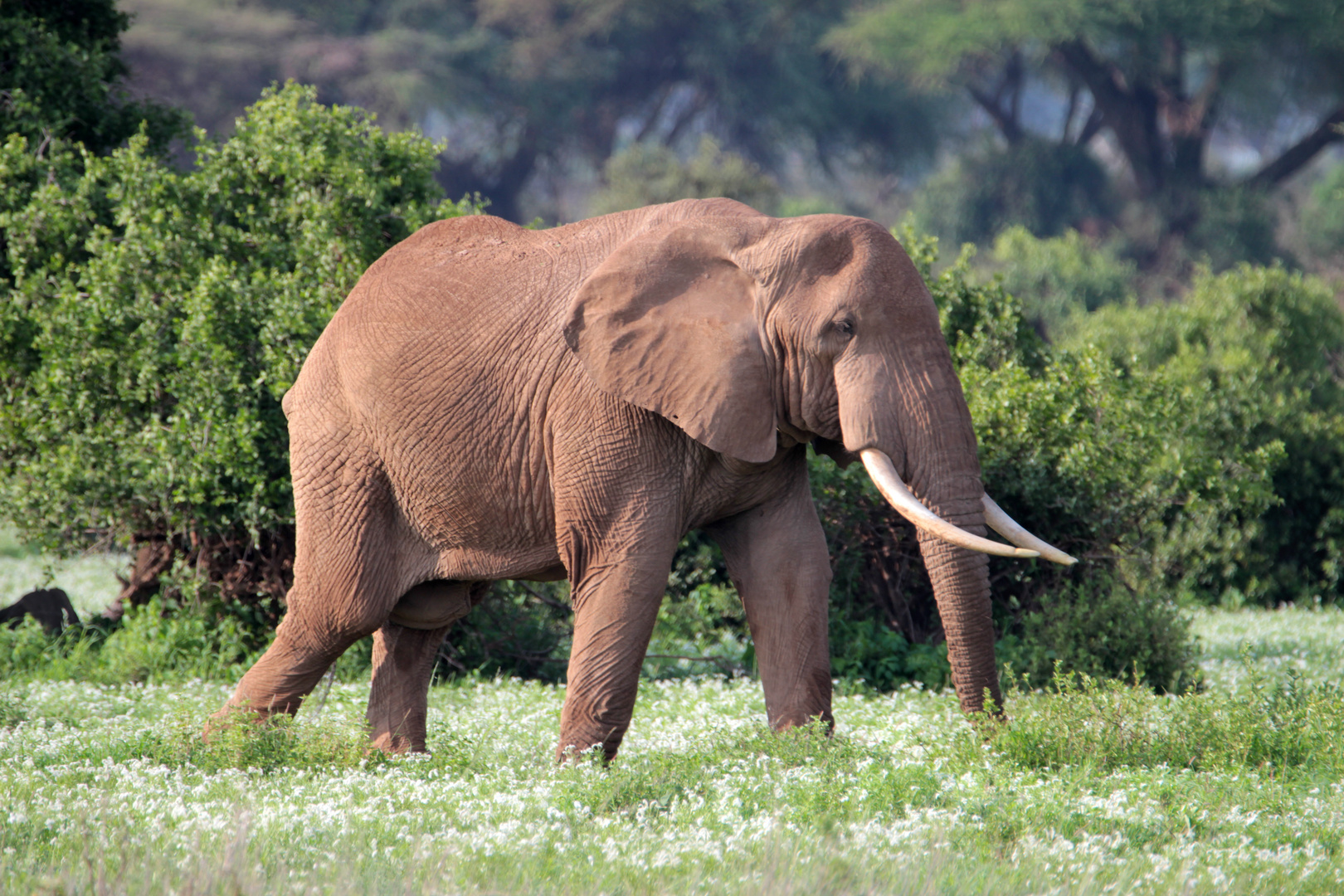 Ein Elefantenbulle im Nationalpark Amboseli (Kenia) Foto &amp; Bild | world