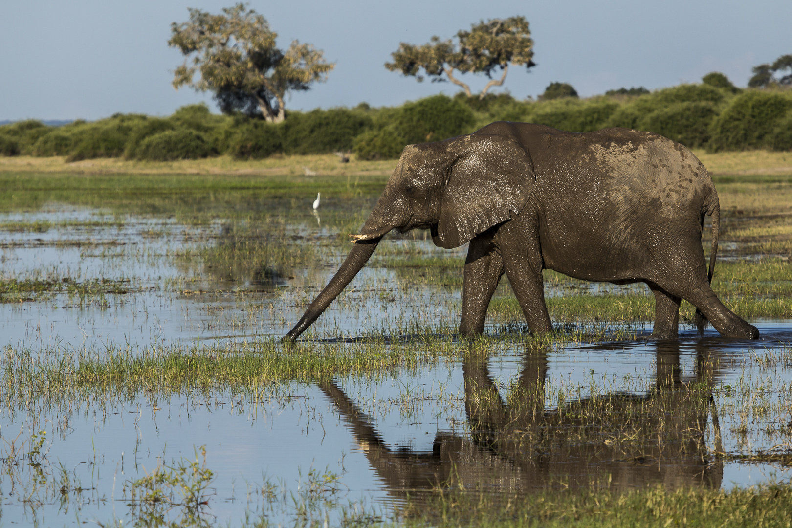 Ein Elefantenparadies wird zerstört