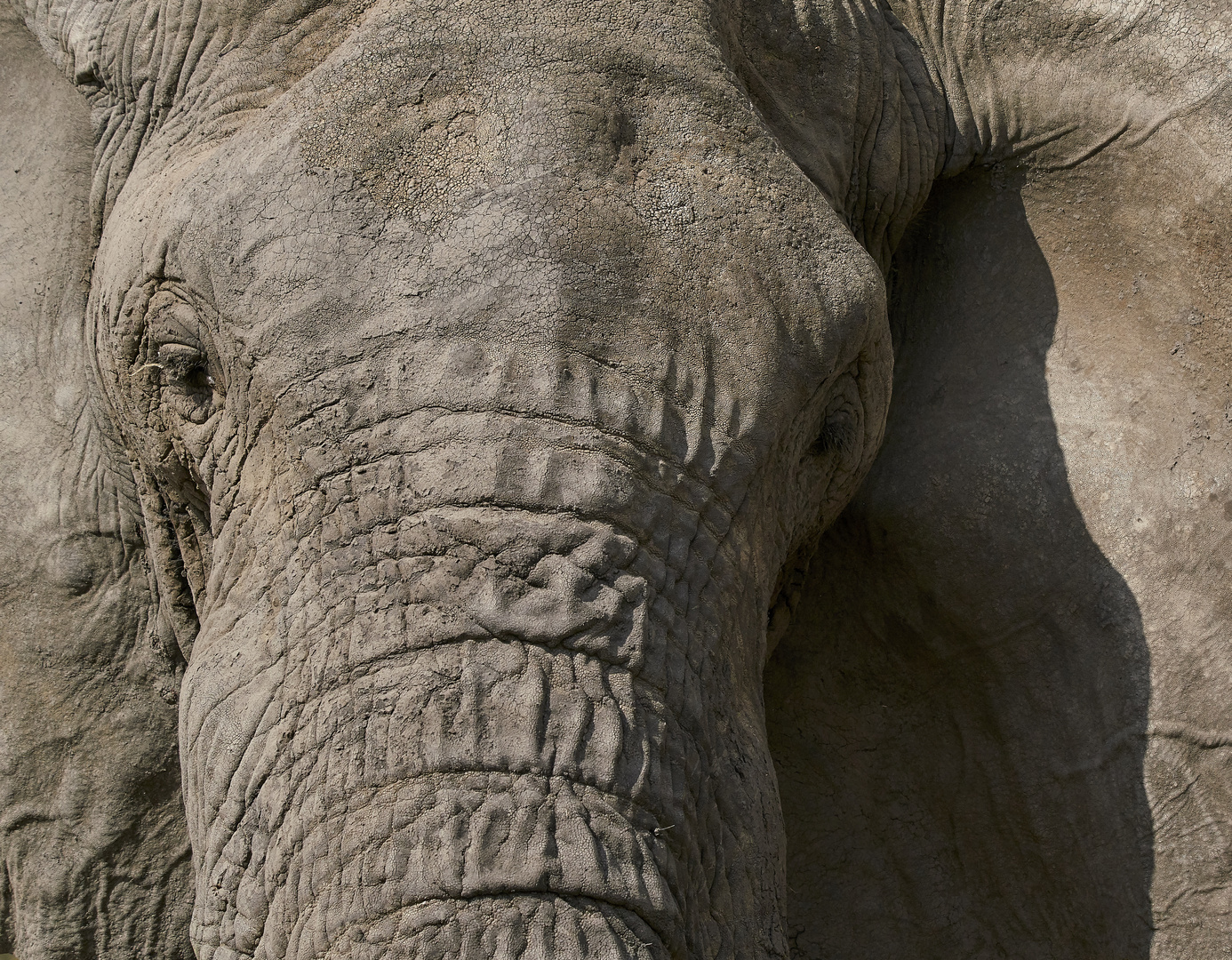 Ein Elefant.......ziemlich nah...Überarbeitet