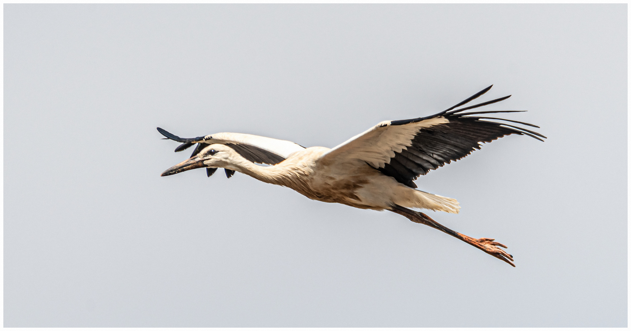 Ein eleganter Flieger !