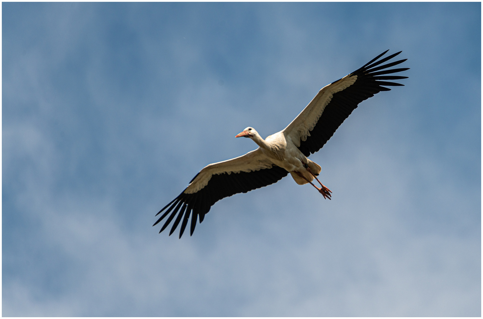 Ein eleganter Flieger !