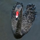 Ein eleganter Schwan......