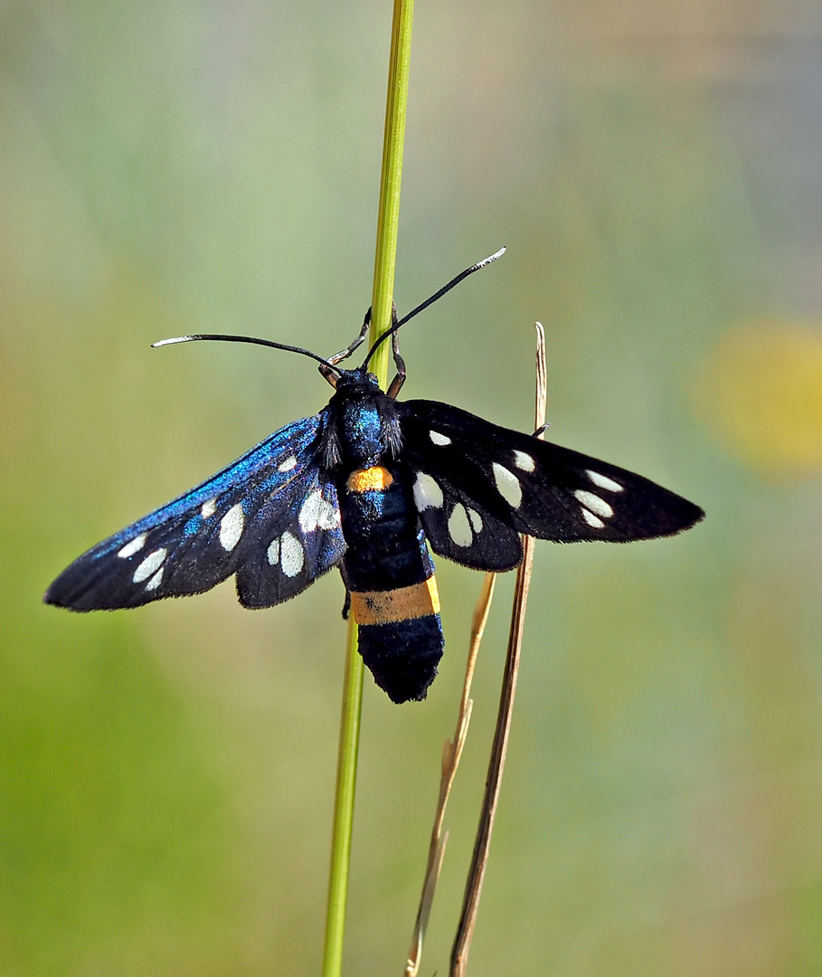 Ein elegantes Weissfleck-Widderchen (Amata phegea)!