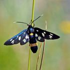 Ein elegantes Weissfleck-Widderchen (Amata phegea)!