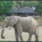 Ein Elephant vorm Camp
