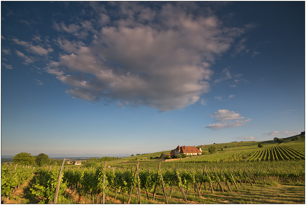 Ein elsässisches Weingut