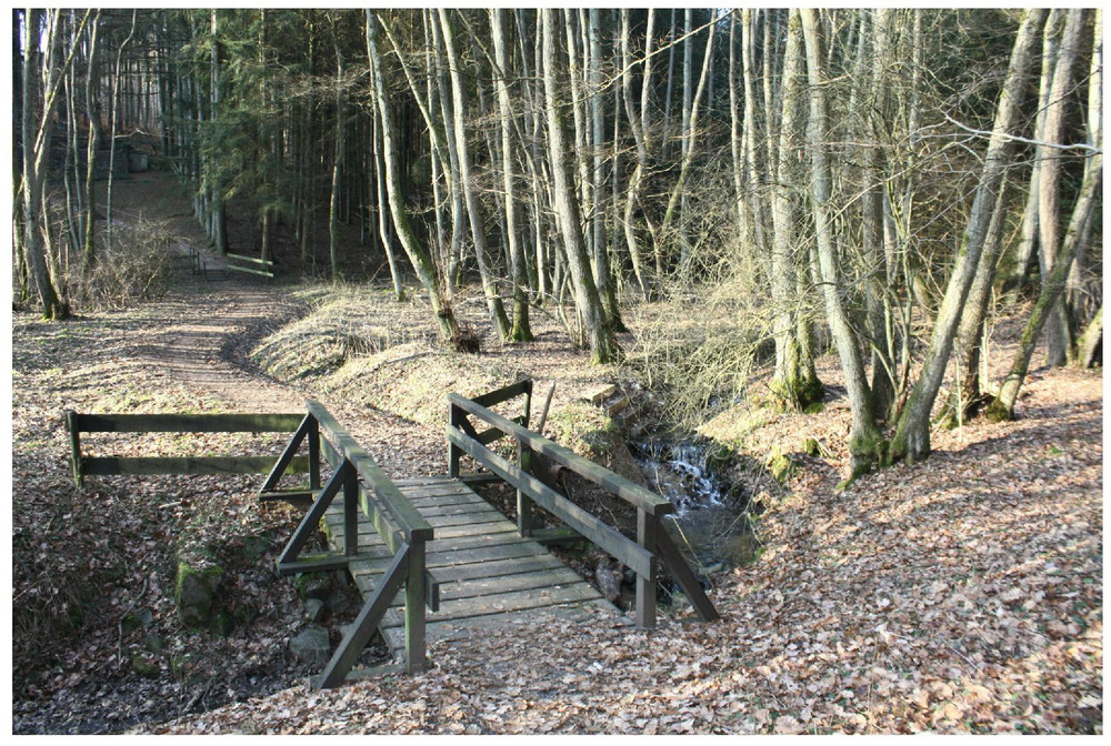 ein elzer wald am offheimer kopf