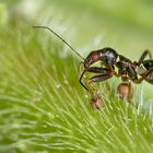 ein emsiger Gartenbewohner