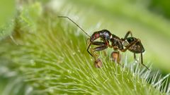 ein emsiger Gartenbewohner