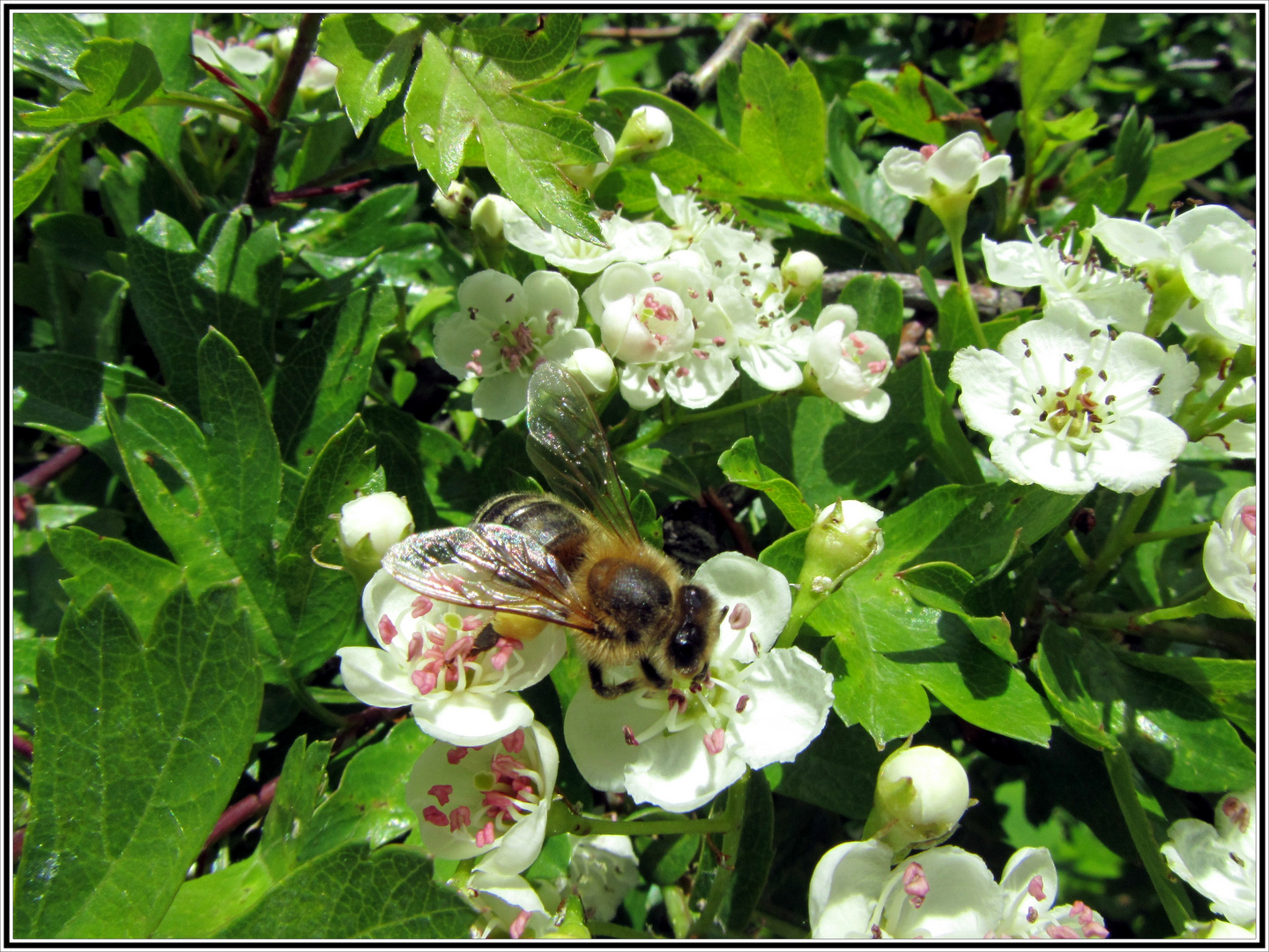 ein emsiges Bienchen