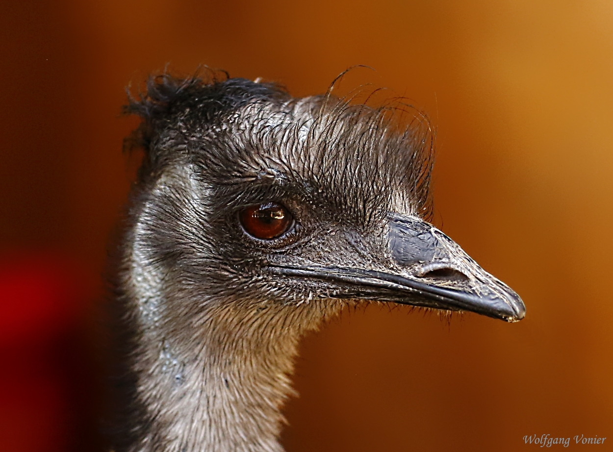 Ein Emu