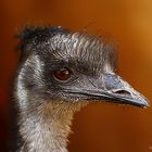 Ein Emu