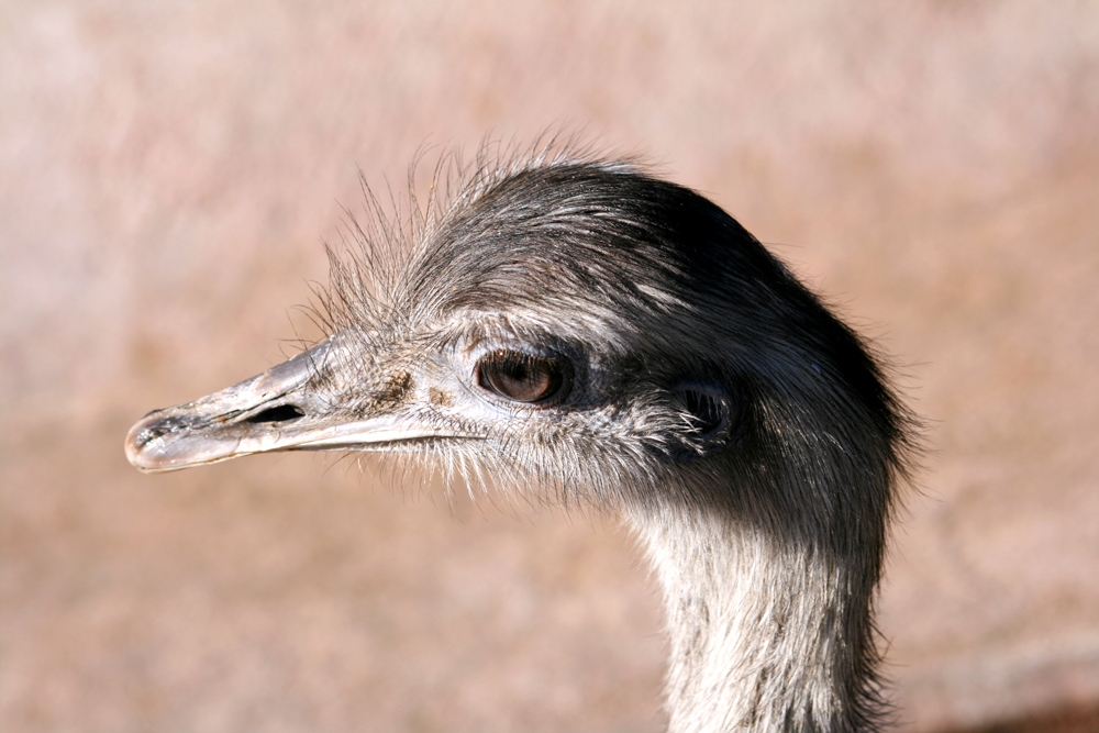 Ein Emu