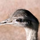 Ein Emu