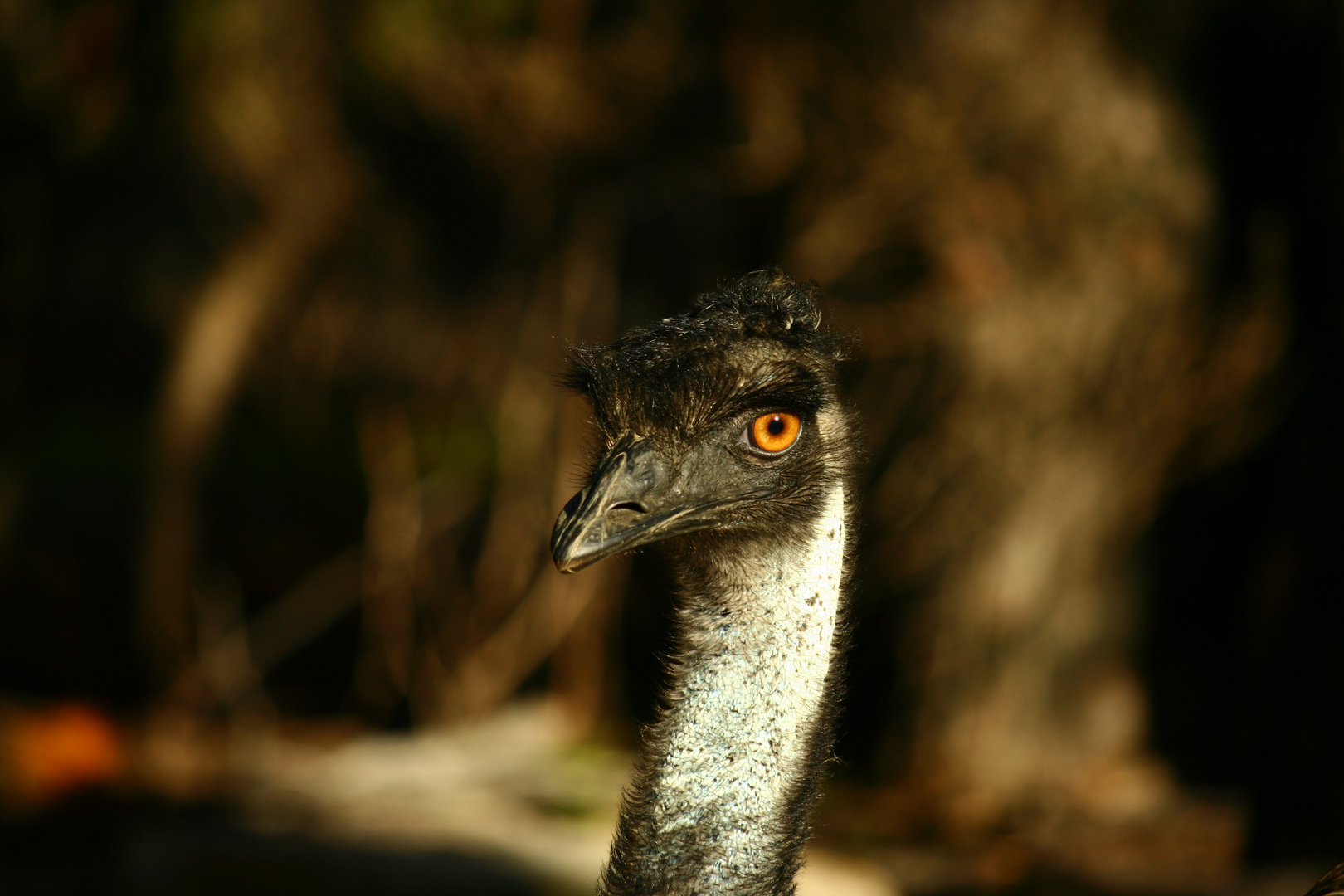 ein Emu, auch in Australien