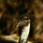 ein Emu, auch in Australien