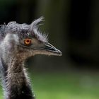 Ein Emu..........