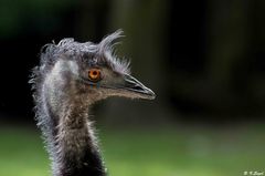 Ein Emu..........