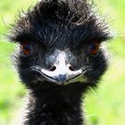Ein Emu für Gitti... ;o)