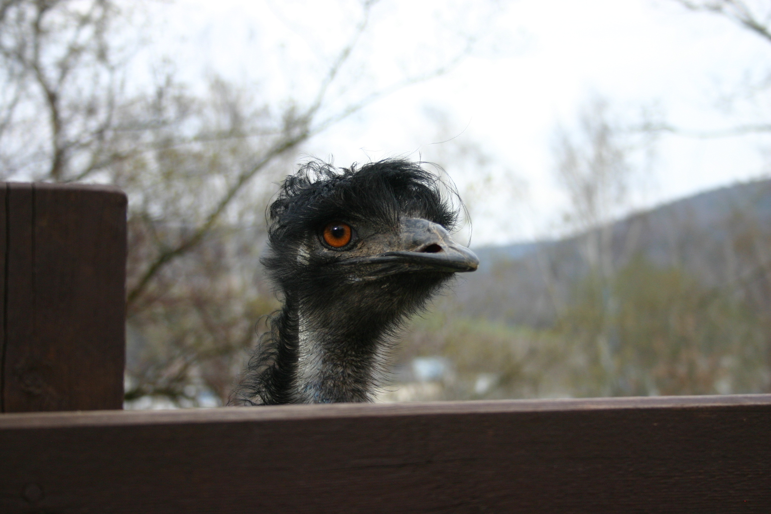 Ein Emu im Auer Tierpark